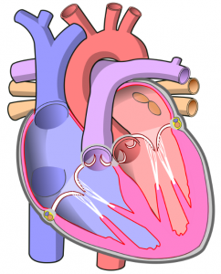 Diagram_of_the_human_heart_(no_labels).svg