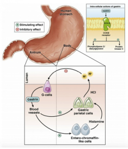 I-Gastrin-17