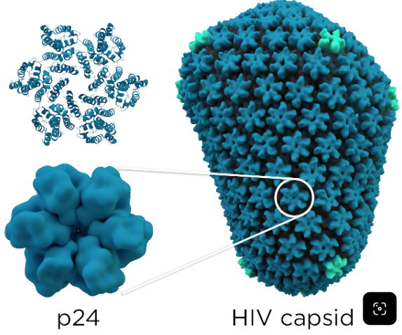 ເຊື້ອ HIV P24
