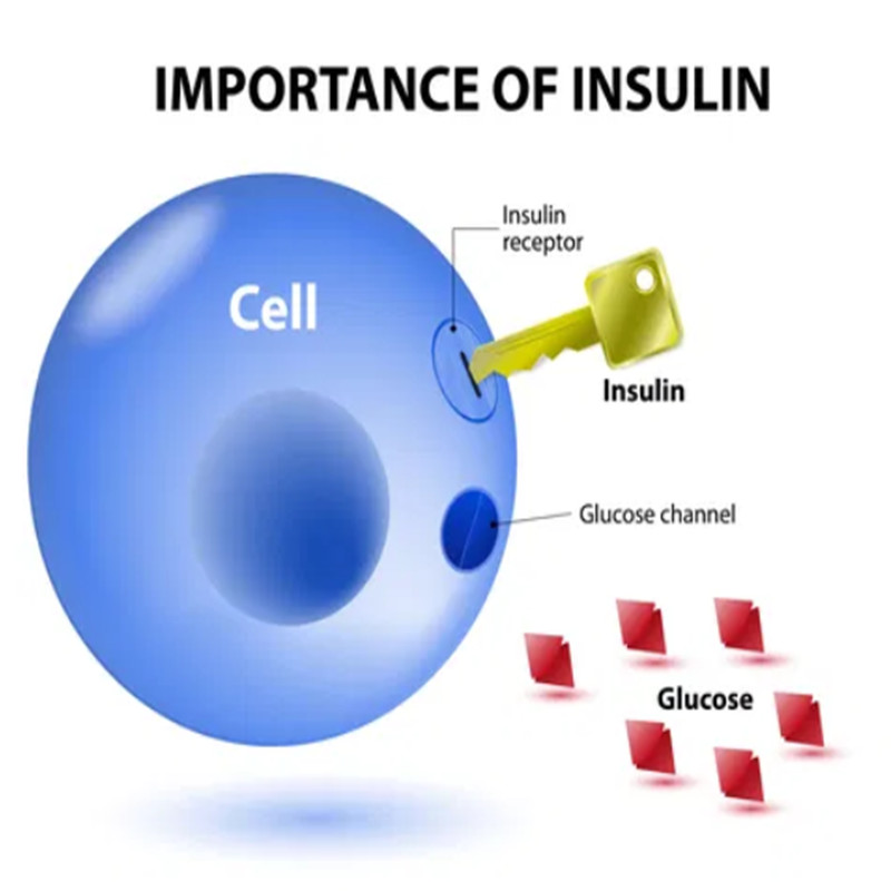The “Golden Key” to Metabolic Health: A Guide to Insulin Testing