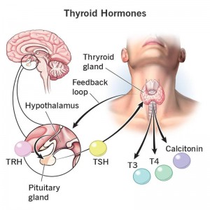 tiroida-hormone