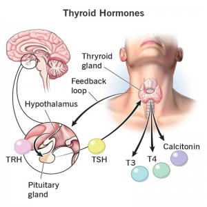 Schilddrüsenhormone